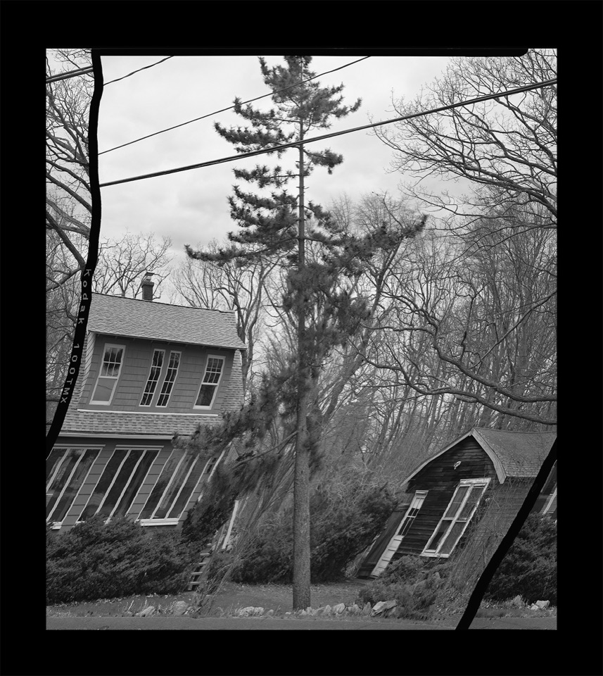 Daniel Temkin, Straightened Trees: Summer Island, 2016
